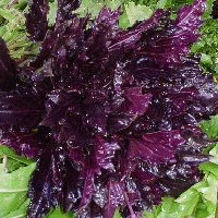 Purple Basil - Dark purple frilled leaves